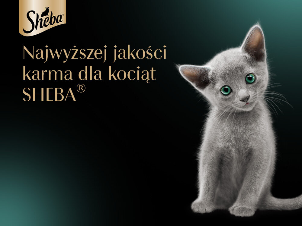 Karma dla kota SHEBA Kitten Kurczak z łososiem (4 x 85 g) grafika z kotem i napisem karma dla kotów sheba