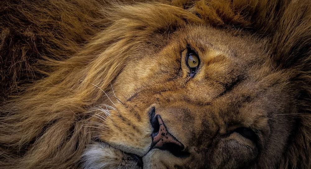 OLYMPUS M.Zuiko Digital ED 75-300mm f-4.8-6.7 II zakres 150-600 mm fotografia przyrody sportu