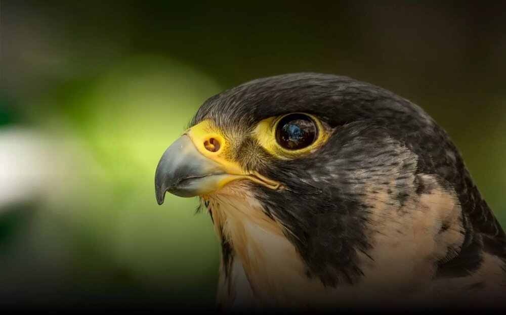 OLYMPUS M.Zuiko Digital ED 75-300mm f-4.8-6.7 II powłoka ZERO mechanizm MSC fotografia pod światło wideo