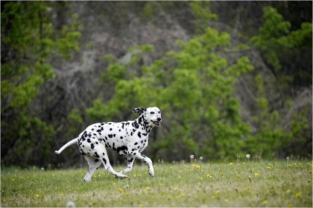 Obiektyw SIGMA C 100-400 f-5-6.3 DG NS OS plastyka