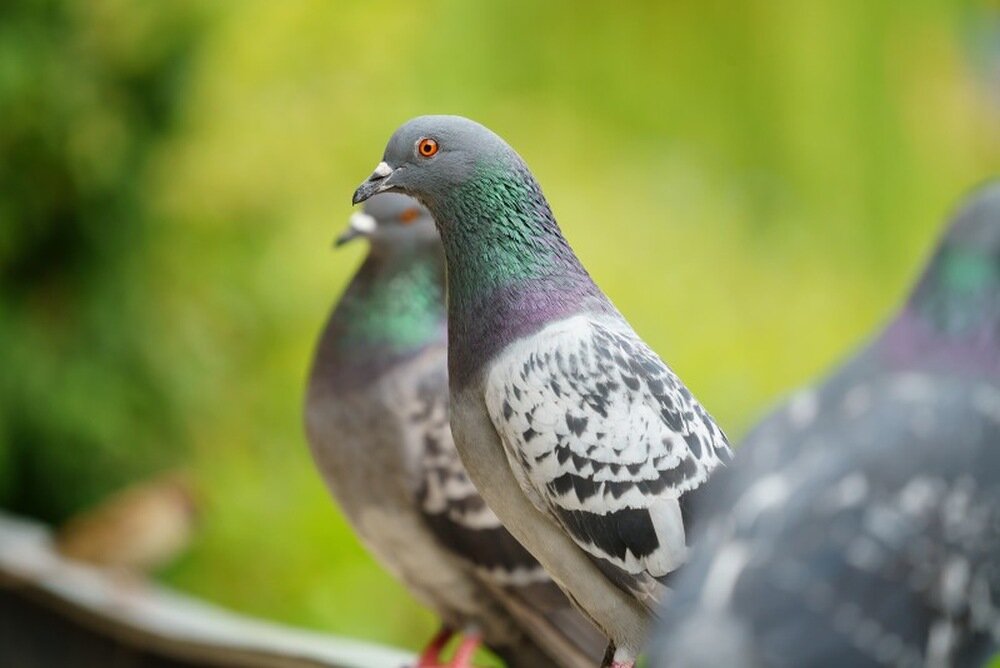 Obiektyw SIGMA C 100-400 f-5-6.3 DG NS OS ogniskowa