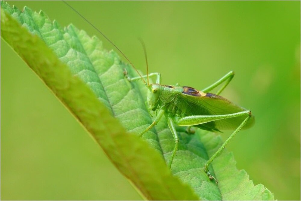 Obiektyw SIGMA C 100-400 f-5-6.3 DG NS OS makro