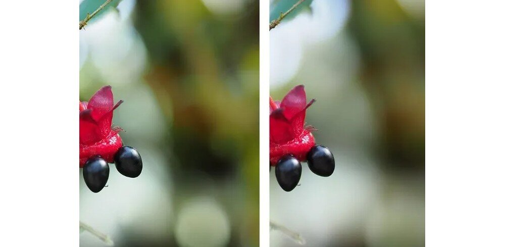 Obiektyw OLYMPUS M.Zuiko Dignital ED 45 mm F-1.2 Pro porównanie zwykłego i pierzastego bokeh