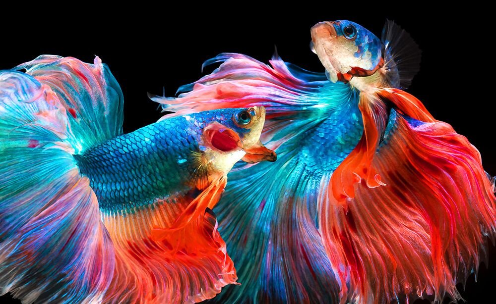 Laptop ASUS ZenBook 15X M3504YA - 100% DCI-P3 