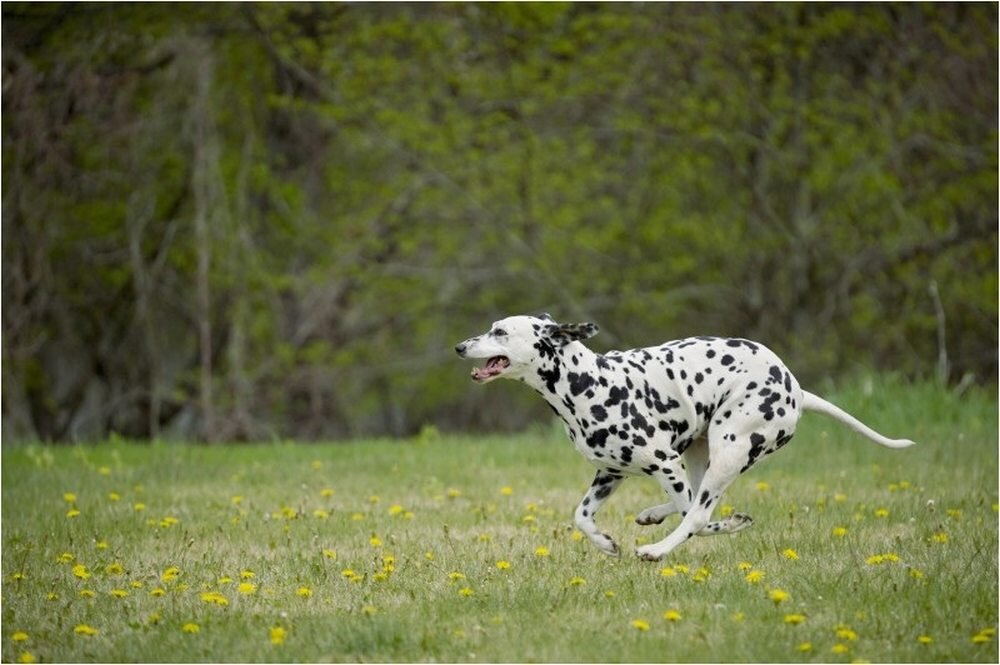 Obiektyw SIGMA C 100-400 f-5-6.3 DG NS OS optyka 