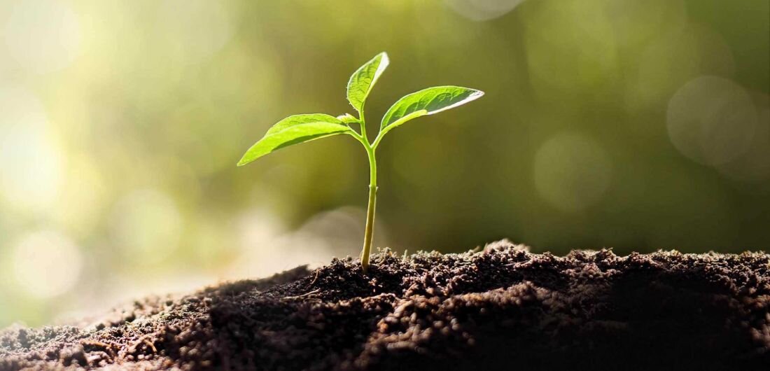 Laptop MSI Modern 15 H AI C1MG - Mała roślina wyrastająca z gleby, symbolizująca nowe życie i wzrost w naturalnym środowisku.   