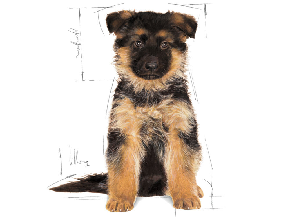 Karma dla psa ROYAL CANIN BHN Golden Retriever Puppy 1 kg witaminy pierwiastki aminokwasy analiza składu grafika ze szczenięciem chihuahua