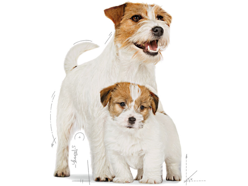 Karma dla psa ROYAL CANIN SHN Medium Starter M&B 4 kg witaminy pierwiastki aminokwasy analiza składu grafika z suczką i szczenięciem Jack Russell