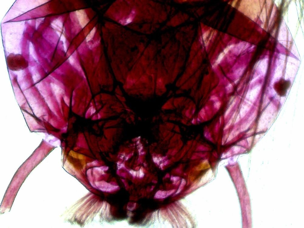 Mikroskop DELTA OPTICAL BioLight 300 optyka