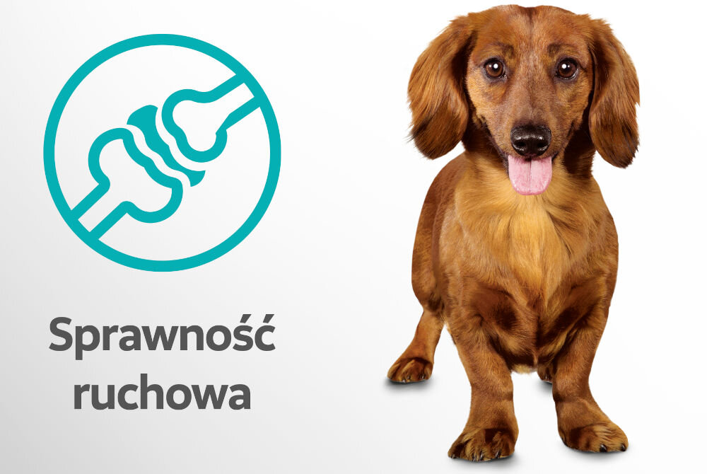 Karma dla psa PERFECT FIT Senior 10+ Kurczak 825 g Zdjęcie brązowego jamnika na białym tle. Obok grafika przedstawiająca połączenie kości i tekst Sprawność ruchowa
