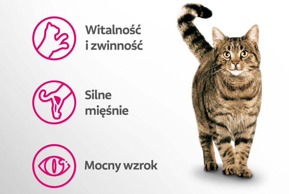 Karma dla kota PERFECT FIT Active 1+ Wołowina 750 g Pionowa infografika na białym tle, przedstawiająca trzy dodatkowe korzyści karmy, z wizerunkiem stojącego, brązowo-pręgowanego kota o puszystym, uniesionym ogonie i szeroko otwartych oczach, umieszczonym po prawej stronie. Korzyści to: Witalność i zwinność (ikona łapy). Silne mięśnie (ikona ogona i kończyny). Mocny wzrok (ikona oka).
