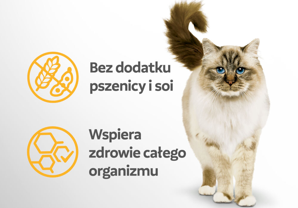 Karma dla kota PERFECT FIT Sensitive 1+ Kurczak w sosie 85 g Zdjęcie stojącego kota rasy Ragdoll lub podobnej z niebieskimi oczami. Obok kota znajdują się dwie żółte ikony z tekstem. Górna: Bez dodatku pszenicy i soi (ikona przekreślonego ziarna i strąków). Dolna: Wspiera zdrowie całego organizmu (ikona cząsteczek/struktur komórkowych i kleszcza)