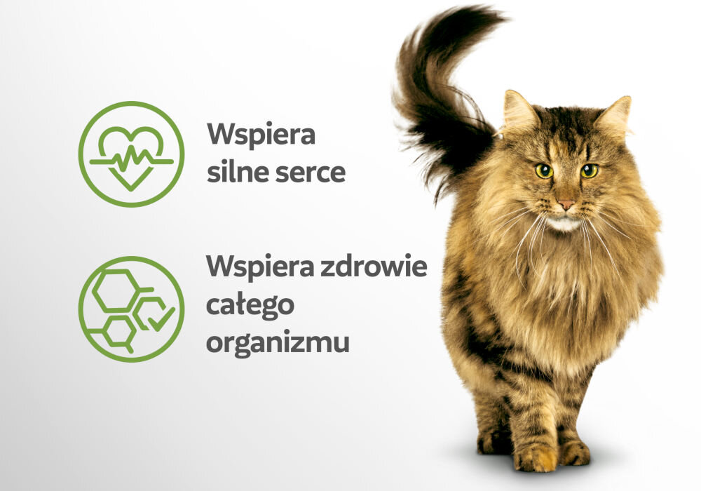 Karma dla kota PERFECT FIT Senior 7 + Indyk z marchewką 85 g Grafika promocyjna. Duży, długowłosy, brązowo-pasiasty kot (prawdopodobnie Maine Coon lub kot syberyjski) stoi na białym tle. Obok kota znajdują się dwie zielone ikony z tekstem: Ikona pulsu serca: Wspiera silne serce. Ikona cząsteczek/struktur komórkowych i kleszcza: Wspiera zdrowie całego organizmu.