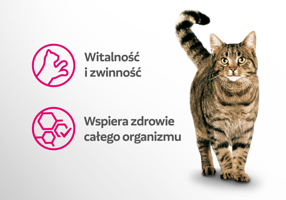 Karma dla kota PERFECT FIT Adult 1+ Kurczak z wołowiną w sosie 4 x 85 g Grafika promocyjna. Duży, pręgowany kot (typu tabby) stoi na białym tle. Obok kota znajdują się dwie różowe ikony z tekstem: Ikona łapy: Witalność i zwinność. Ikona cząsteczek/struktur komórkowych i kleszcza: Wspiera zdrowie całego organizmu.