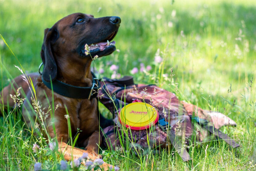 Składana silikonowa miska turystyczna JOSERA kompaktowa i lekka do spacerów i podróży z psem