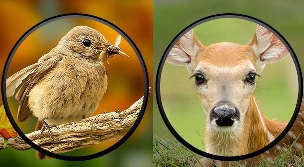 Lornetka APEXEL APL-10X25N szkło BaK-4 Multi Coated (MC) 