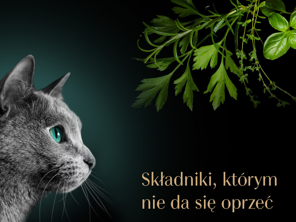 Karma dla kota SHEBA Classics Kaczka i kurczak 85 g składniki którym nie da się oprzeć