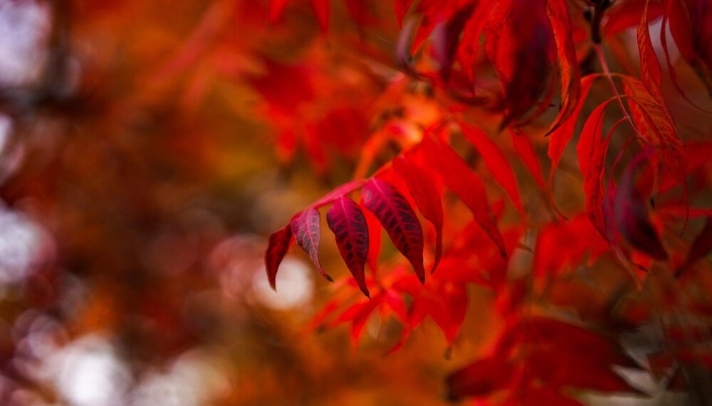 Obiektyw SIGMA C 65mm f-2.0 DG DN bokeh