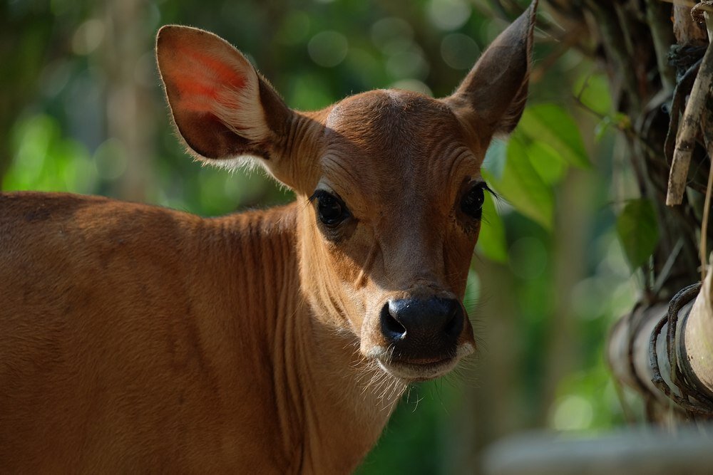 Obiektyw FUJIFILM XC 50-230mm F-4.5-6.7 OIS II przyroda 
