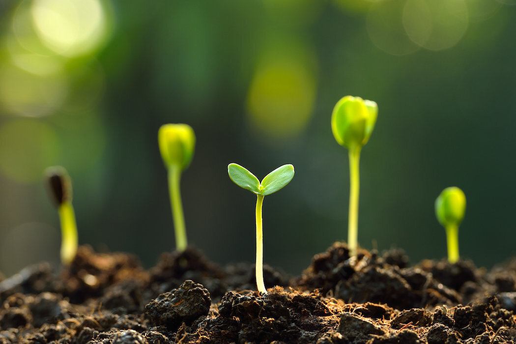 Aparat KODAK AZ426 zbliżenie na sadzonki