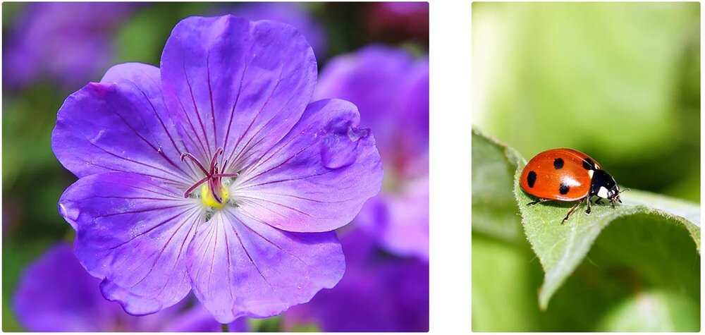 Smartfon ULEFONE Note 16 Pro makro 