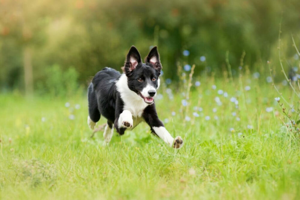 Karma dla psa OBT Dog Food Puppy Chicken Kurczak 11.34 kg dodatki odżywcze witaminy dodatki technologiczne pierwiastki śladowe
