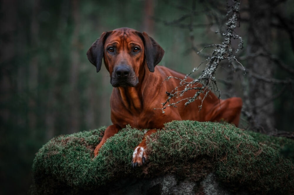 Karma dla psa OBT Dog Food Grain Free Chicken Kurczak 11.34 kg skład produktu świeże mięso owoce warzywa zioła pełne zboża