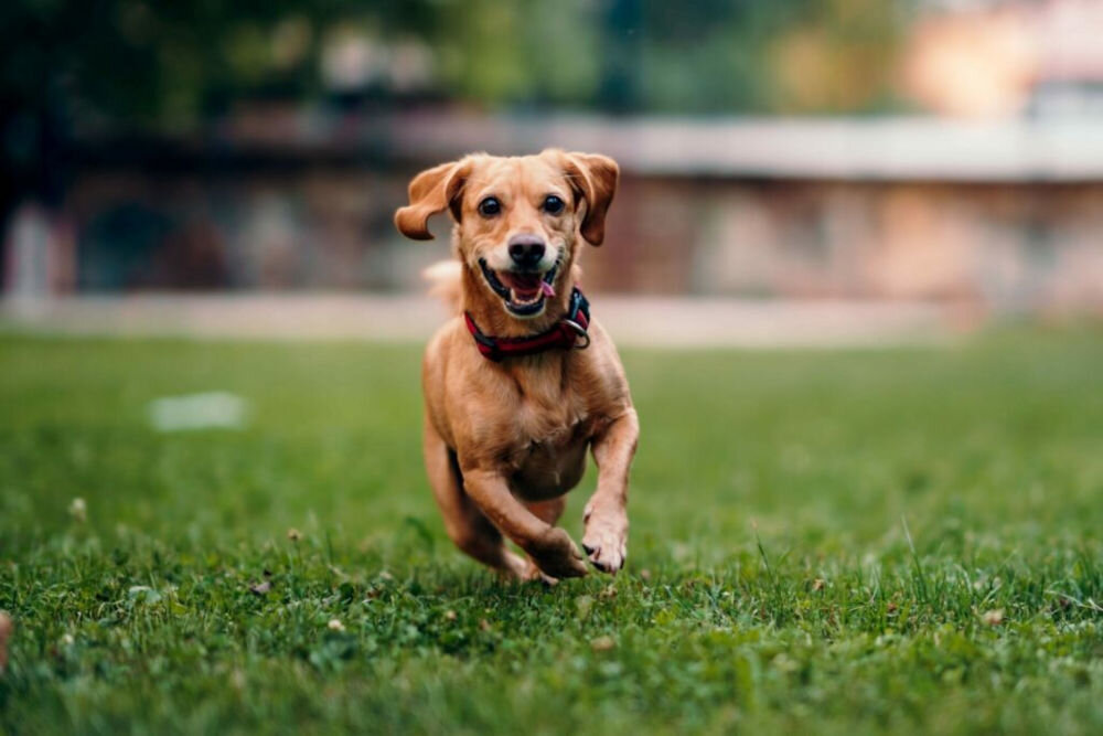 Karma dla psa OBT Dog Food Adult Small Breed Fish Ryba 1 kg dodatki odżywcze witaminy dodatki technologiczne pierwiastki śladowe