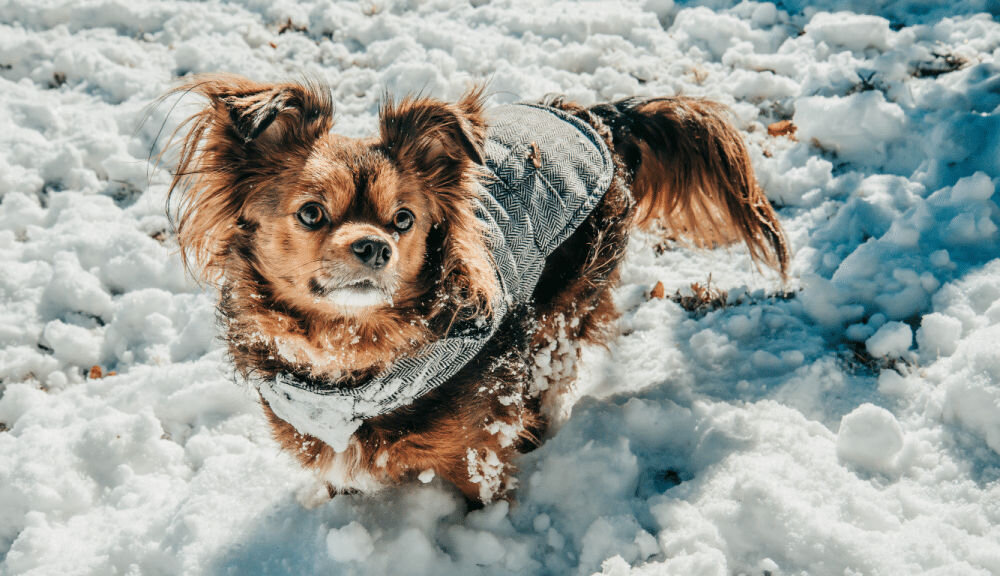 Karma dla psa OBT Dog Food Senior Small Breed Kurczak 2,27 kg dzienne zalecenia żywieniowe dawkowanie ilość gram na kg masy ciała