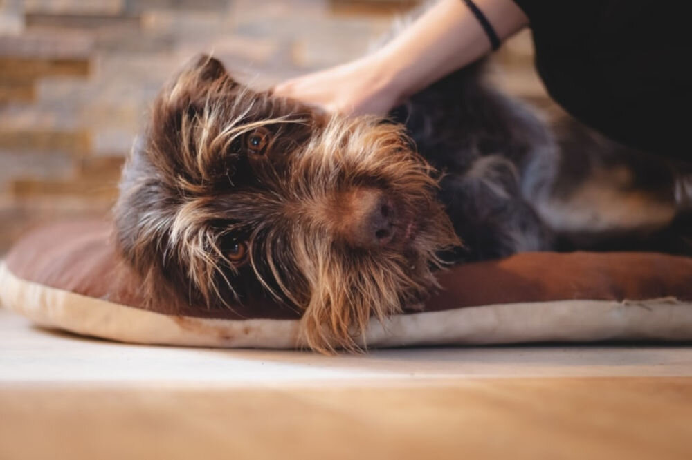 Karma dla psa OBT Dog Food Puppy Small Breed Kurczak 1 kg skład produktu świeże mięso owoce warzywa zioła pełne zboża