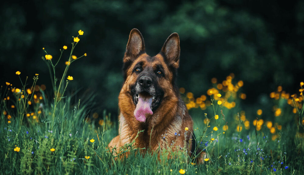 Karma dla psa OBT Dog Food Adult Large Breed Kurczak 11.34 kg składniki analityczne produktu energia metaboliczna kaloryczność