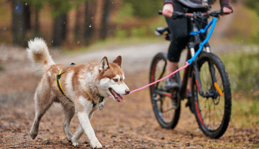 Karma dla psa OBT Dog Food Adult Large Breed Kurczak 11.34 kg dzienne zalecenia żywieniowe dawkowanie ilość gram na kg masy ciała