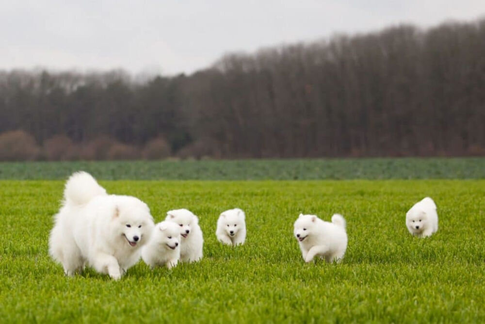Karma dla psa OBT Dog Food Puppy Large Breed Chicken Kurczak 11.34 kg skład produktu świeże mięso owoce warzywa zioła pełne zboża