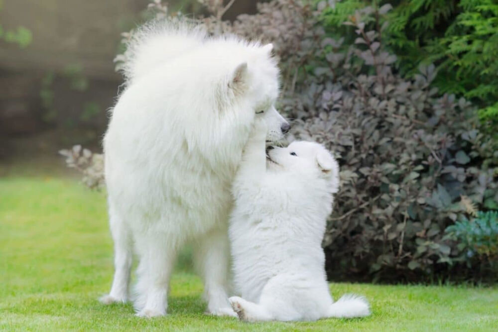 Karma dla psa OBT Dog Food Puppy Large Breed Chicken Kurczak 11.34 kg dzienne zalecenia żywieniowe dawkowanie ilość gram na kg masy ciała