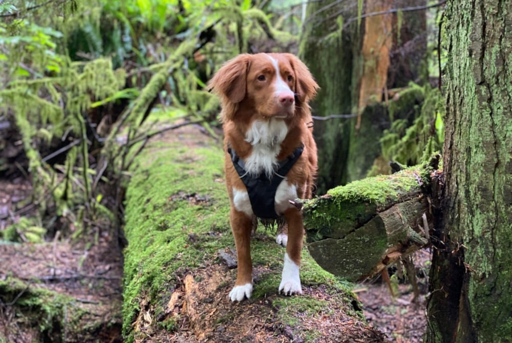 Karma dla psa OBT Dog Food Grain Free Chicken Kurczak 11.34 kg dodatki odżywcze witaminy dodatki technologiczne pierwiastki śladowe