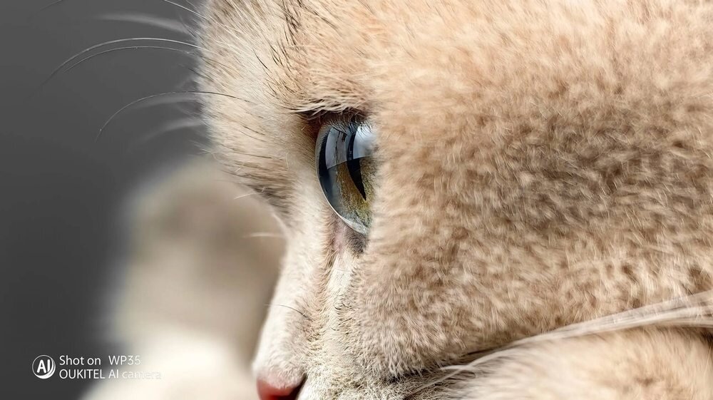 Smartfon OUKITEL WP35  Makrofotografia 