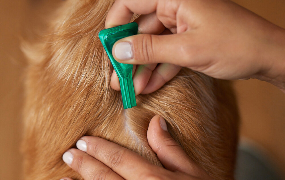 Roztwór do nakrapiania dla psów FRONTLINE Combo M (10 - 50 kg) 3 x 1,34 ml ochrona skutecznosc