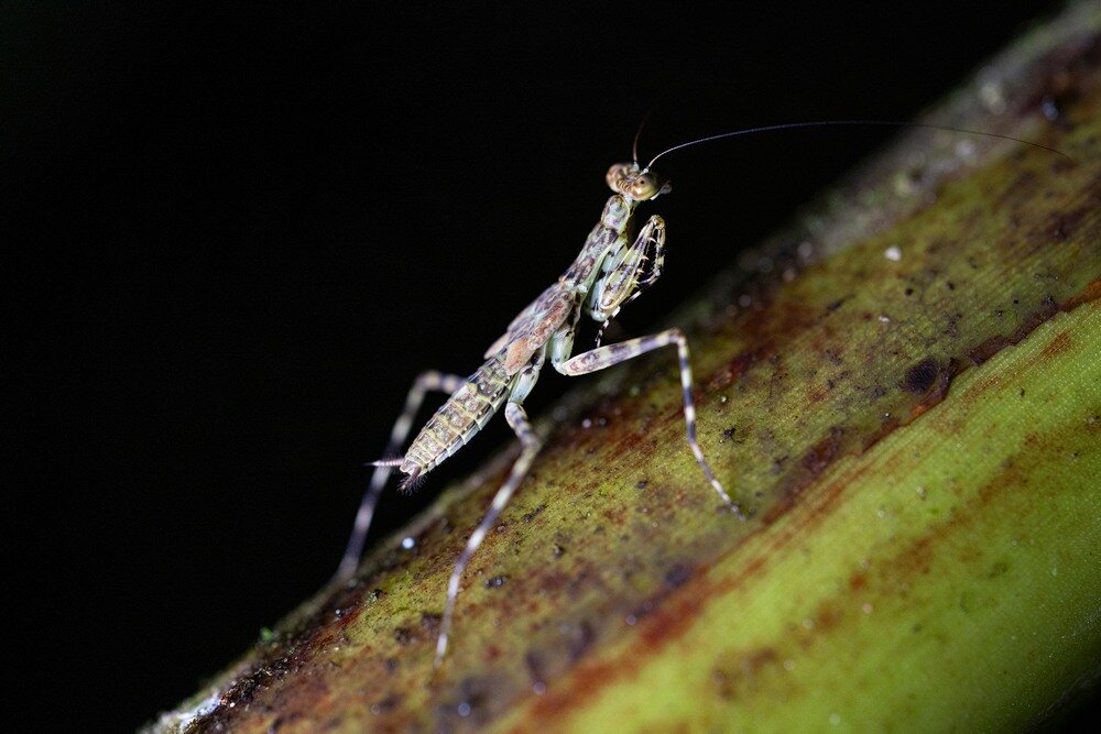 Obiektyw TAMRON 90mm F-2.8 Di III Macro VXD wysoka ostrość, redukcja flar, precyzyjne odwzorowanie szczegółów