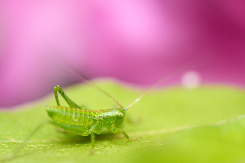Obiektyw TAMRON 90mm F-2.8 Di III Macro VXD odporny na wilgoć, powłoka fluorowa, fotografowanie w terenie