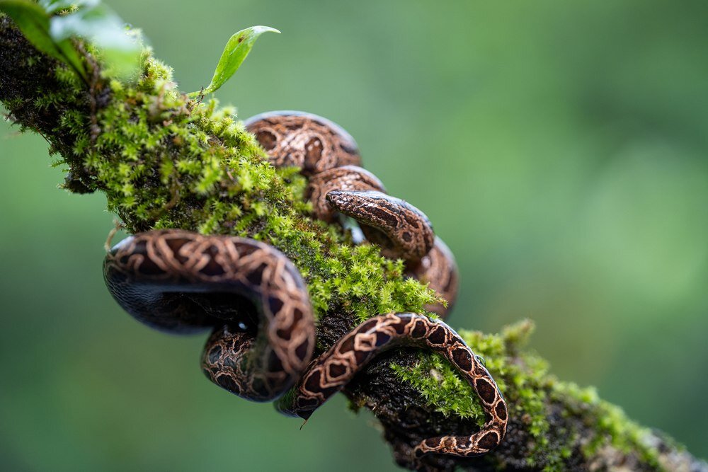 Obiektyw TAMRON 90mm F-2.8 Di III Macro VXD miękki bokeh, 12-listkowa przysłona, efekt gwiazdy