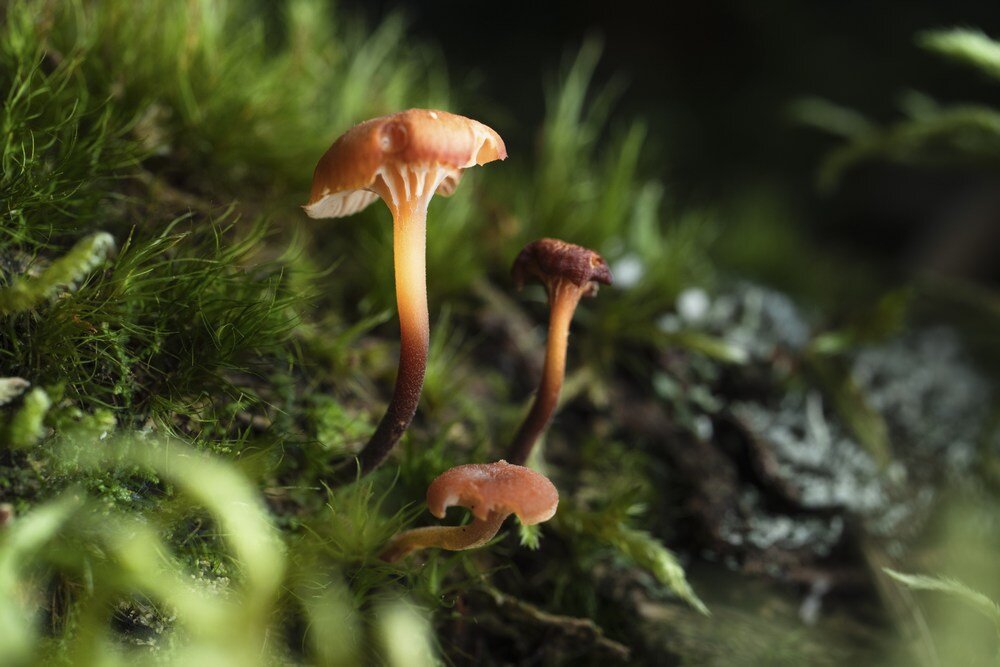 Obiektyw TAMRON 90mm F-2.8 Di III Macro VXD osłona z okienkiem, wygodne stosowanie filtrów