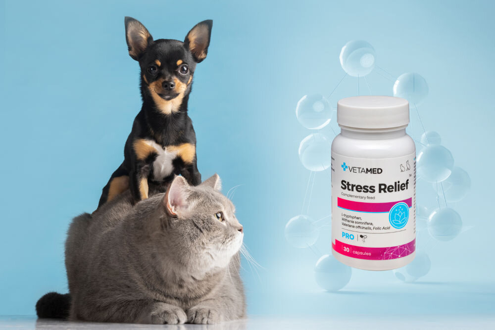 Suplement dla psa i kota VETAMED Stress Relief (30 kapsułek) Mały piesek rasy chihuahua siedzący na grzbiecie dużego szarego kota po lewej stronie oraz produkt Stress Relief marki Vetamed w białym pojemniku po prawej stronie na tle niebieskiej grafiki z kulistymi cząsteczkami