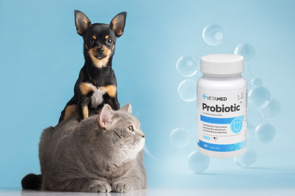 Suplement dla psa i kota VETAMED Probiotic (30 kapsułek) mały pies i duży kot oraz opakowanie produktu na jasnoniebieskim tle