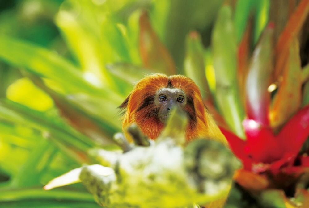 Aparat PENTAX K-1 Mark II  małpa w liściach 