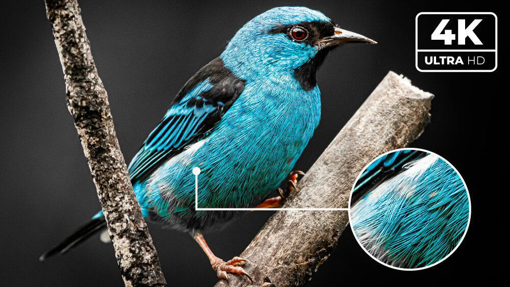 Telewizor HYUNDAI ULX43359GSMART - Obraz 4K UHD, niebieski ptak siedzący na drzewie