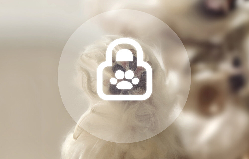 Dozownik karmy automatyczny ROJECO 6 Meals Automatic Cat Feeder with 2 Ice Packs Inteligentny dozownik karmy Rojeco kompaktowa konstrukcja blokada dzieci bezgłośna praca stabilność