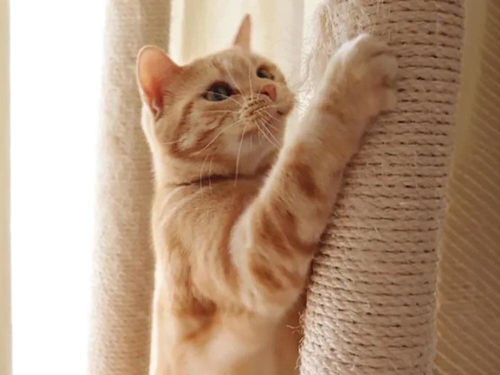 Drapak dla kota EXTRALINK Pet-768 wygląd design tło prezentacja wizualizacja Komfort, zdrowie i zabawa kota