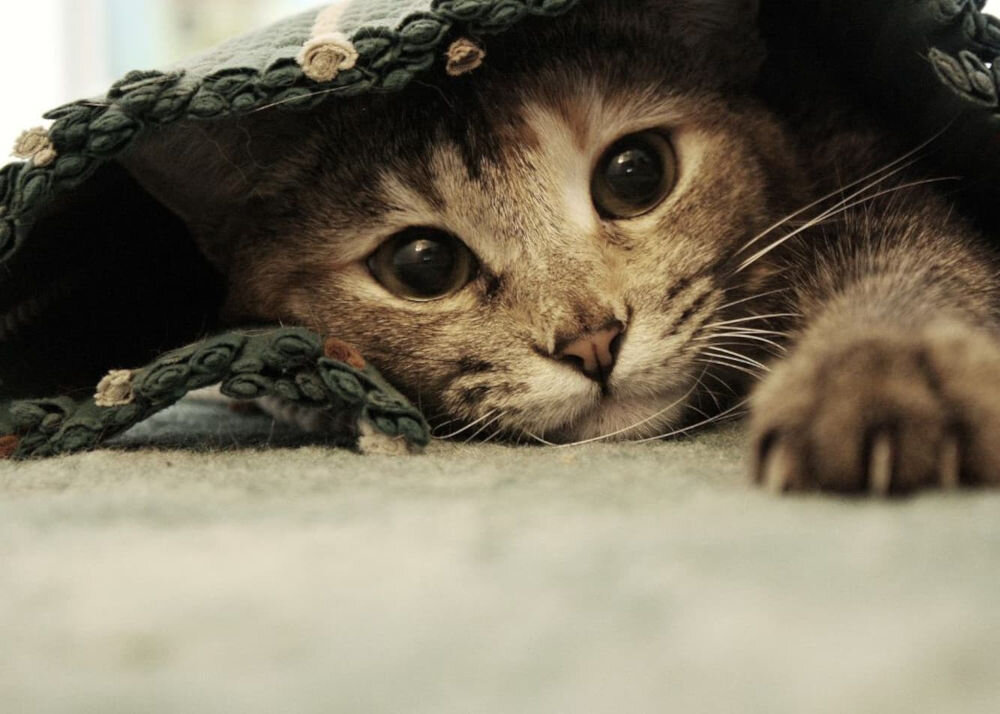 Karma dla kota LUGER'S Kitten's Time z sercami z kurczaka (10 x 85 g) kot pod kocem