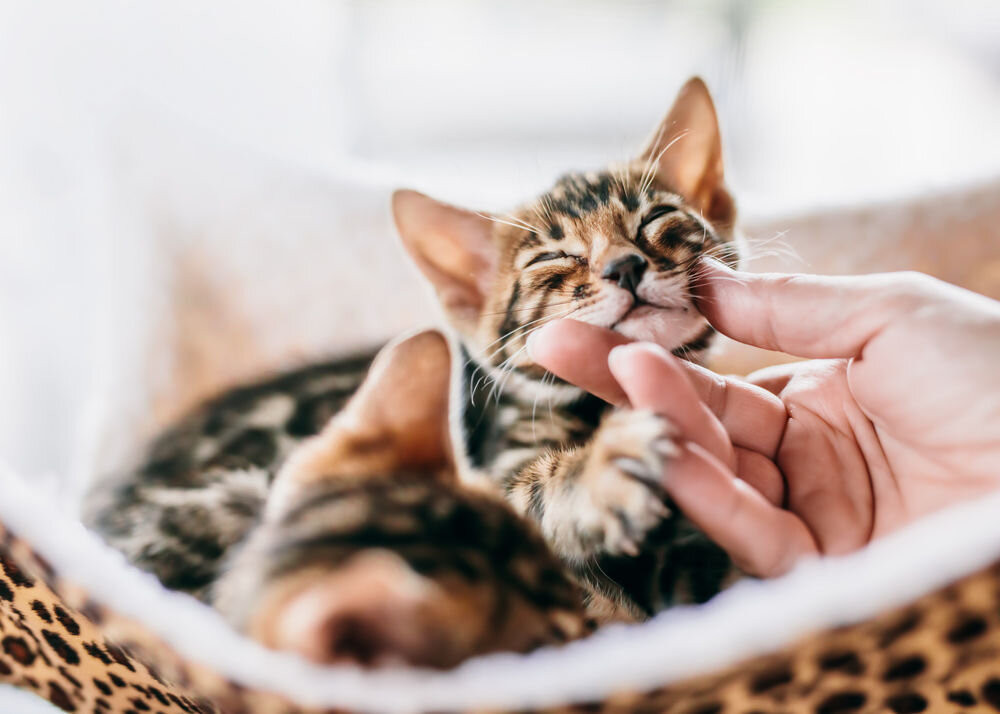 Karma dla kota LUGER'S Kitten's Time z cielęciną i krewetkami (10 x 85 g) głaskany kot