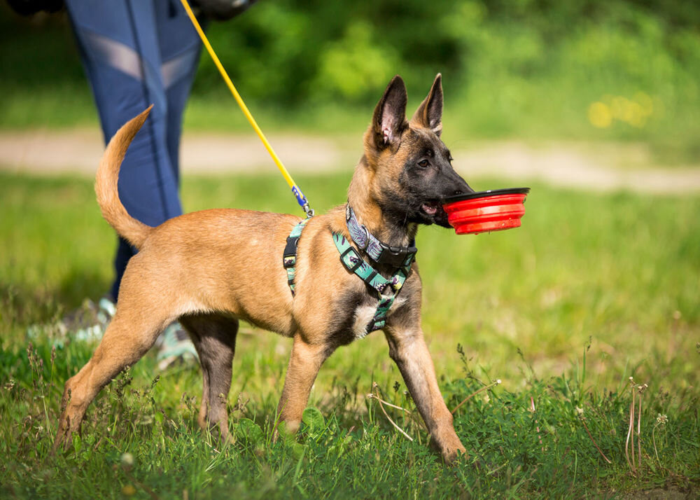 Karma dla psa LUGER'S Puppy's Time z wołowiną, wątróbką z indyka i borówką 185 g pies z miską w zębach